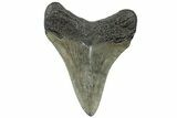 Serrated, Juvenile Megalodon Tooth - South Carolina #310479-1